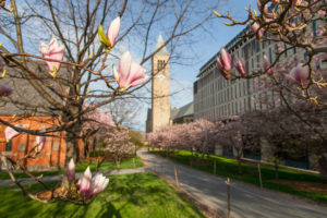 Cornell,University,Cherry,Blossom,In,Early,Morning,With,Blurred,Uris